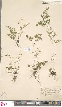 Adiantum chilense var. sulphureum image