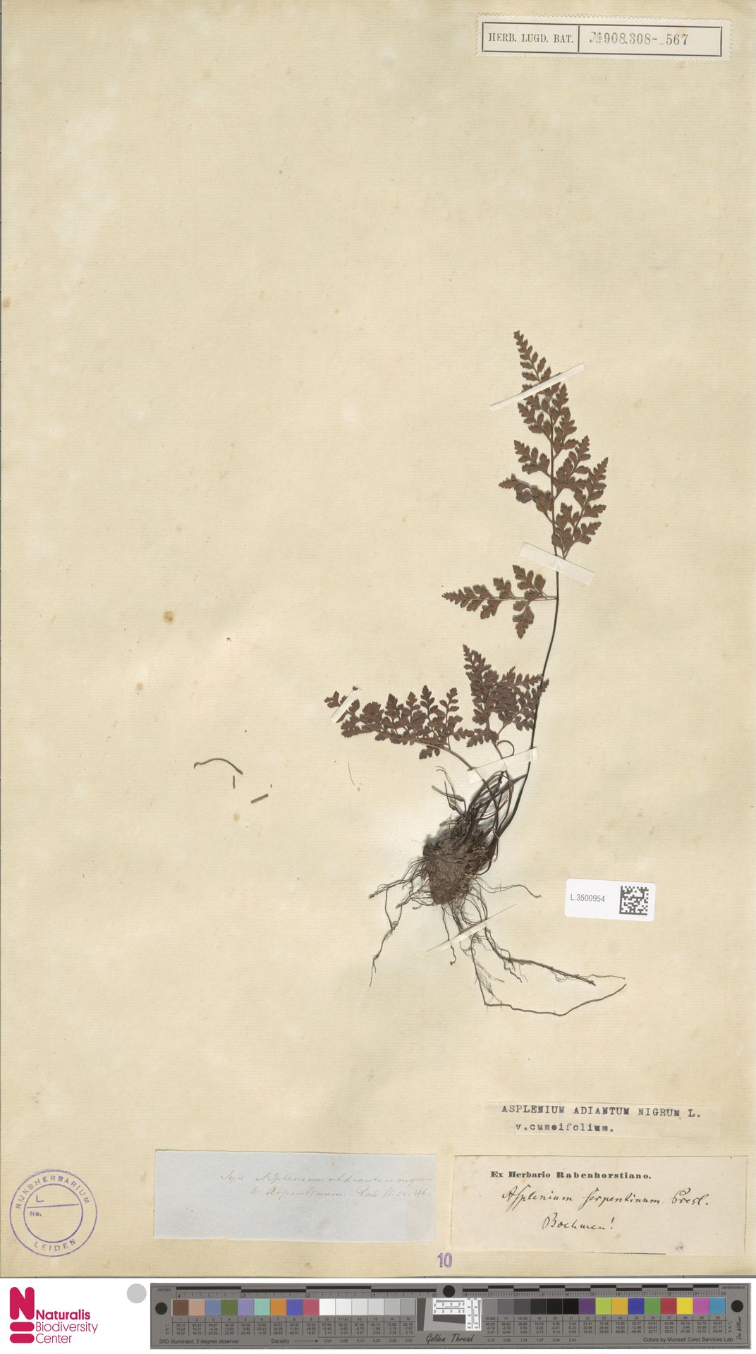 Asplenium cuneifolium subsp. cuneifolium image