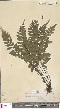 Asplenium abscissum image