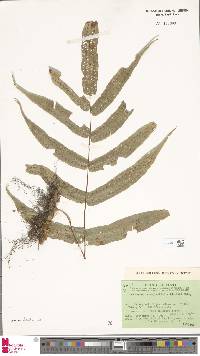 Selliguea amplexifolia image