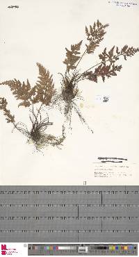 Asplenium adiantum-nigrum image