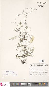 Asplenium bipinnatifidum image