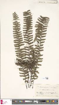 Hymenasplenium cheilosorum image