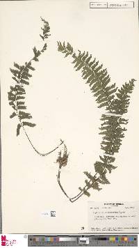 Hymenasplenium cheilosorum image