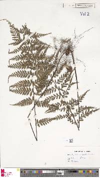 Asplenium nitidum image