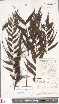 Asplenium nigrescens image