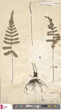 Image of Diploblechnum diversifolium