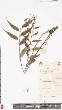 Asplenium normale image