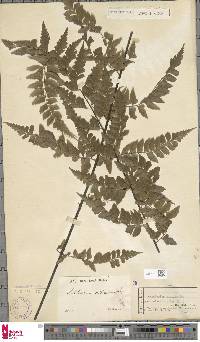 Asplenium nitidum image