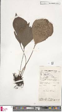 Antrophyum latifolium image