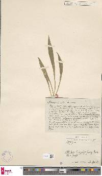Image of Antrophyum lancifolium