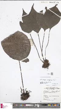 Antrophyum latifolium image
