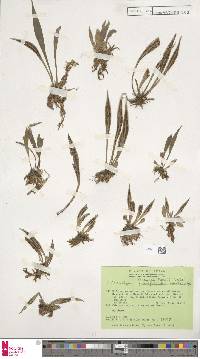 Antrophyum lancifolium image