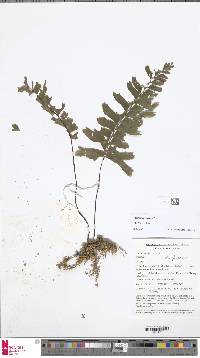 Hymenasplenium excisum image