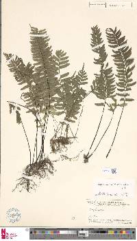 Hymenasplenium unilaterale image