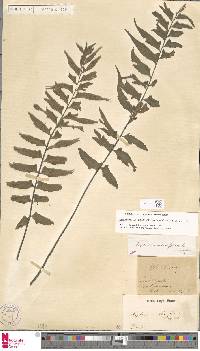 Hymenasplenium triquetrum image