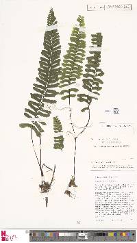 Hymenasplenium unilaterale image