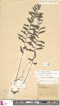 Image of Hymenasplenium triquetrum