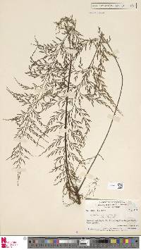 Asplenium pearcei image