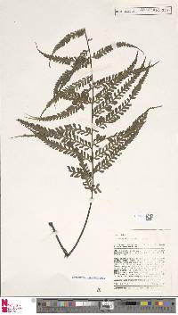 Asplenium marattioides image