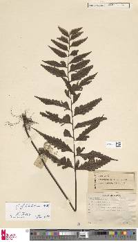 Asplenium lobulatum image