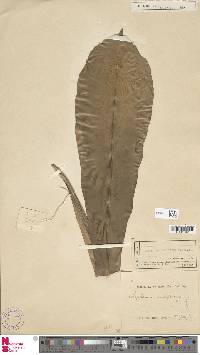 Asplenium musifolium image