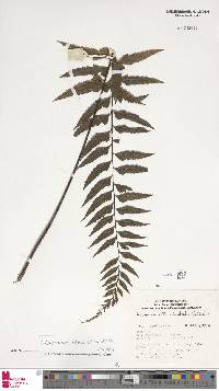 Asplenium lobulatum image