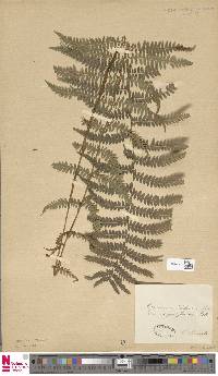 Thelypteris palustris subsp. palustris image