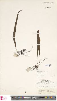 Lepisorus spicatus image