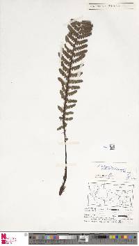 Athyrium wallichianum image