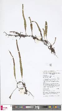 Lepisorus novoguineensis image