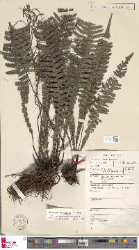 Image of Austroblechnum raiateense