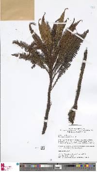Blechnum austrobrasilianum image