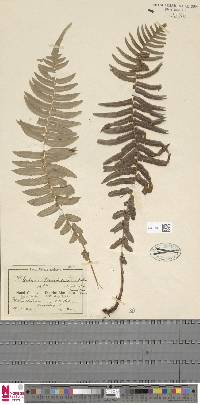 Blechnum punctulatum image