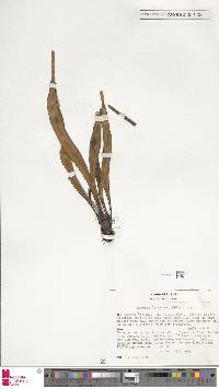 Lepisorus mucronatus image