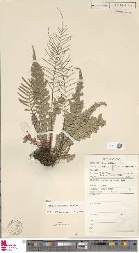 Austroblechnum raiateense image
