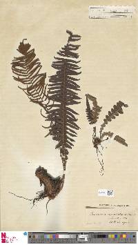 Blechnum punctulatum image