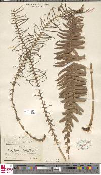 Blechnum australe image