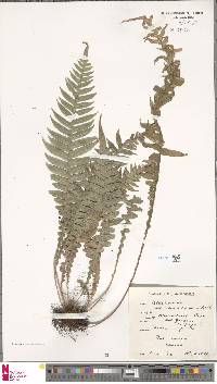 Lomaridium attenuatum image