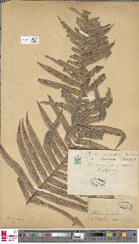 Lomaria oceanica image