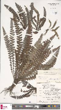 Austroblechnum banksii image