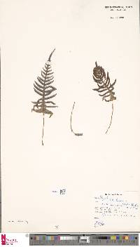 Image of Cranfillia vulcanica