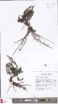 Cephalomanes atrovirens image