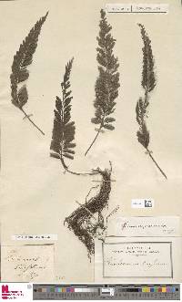 Cephalomanes javanicum image