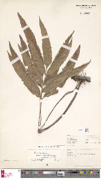 Lastreopsis poecilophlebia image