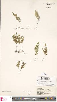 Hymenophyllum acutum image