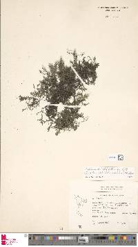 Crepidomanes bilabiatum image
