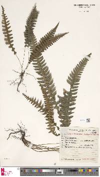 Image of Blechnum polypodioides