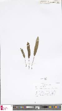 Austroblechnum penna-marina image