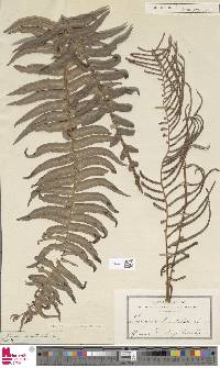 Blechnum punctulatum image